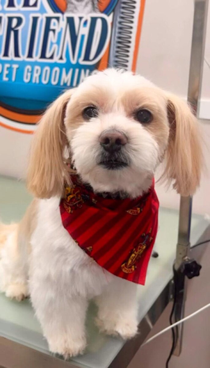 Images Loyal Friend Pet Grooming