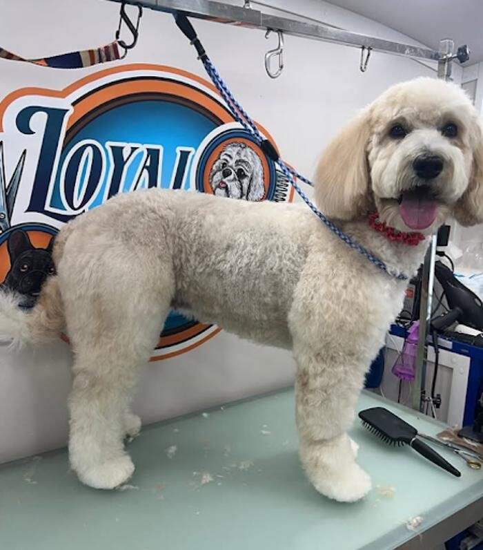 Images Loyal Friend Pet Grooming
