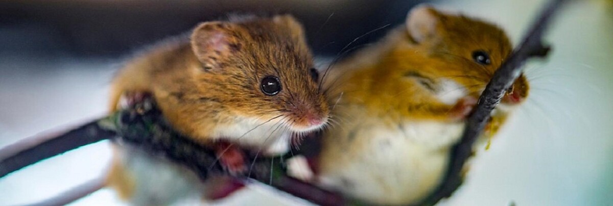 Images Massey Services Pest Control