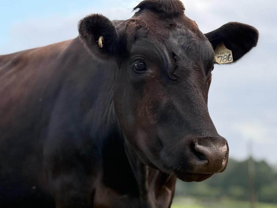 Images Black Jack Ranch