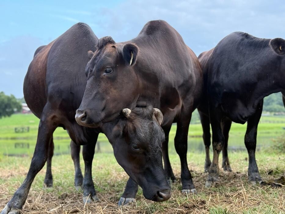 Images Black Jack Ranch