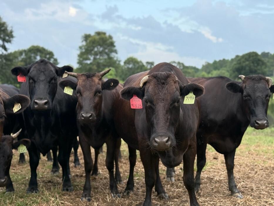 Images Black Jack Ranch