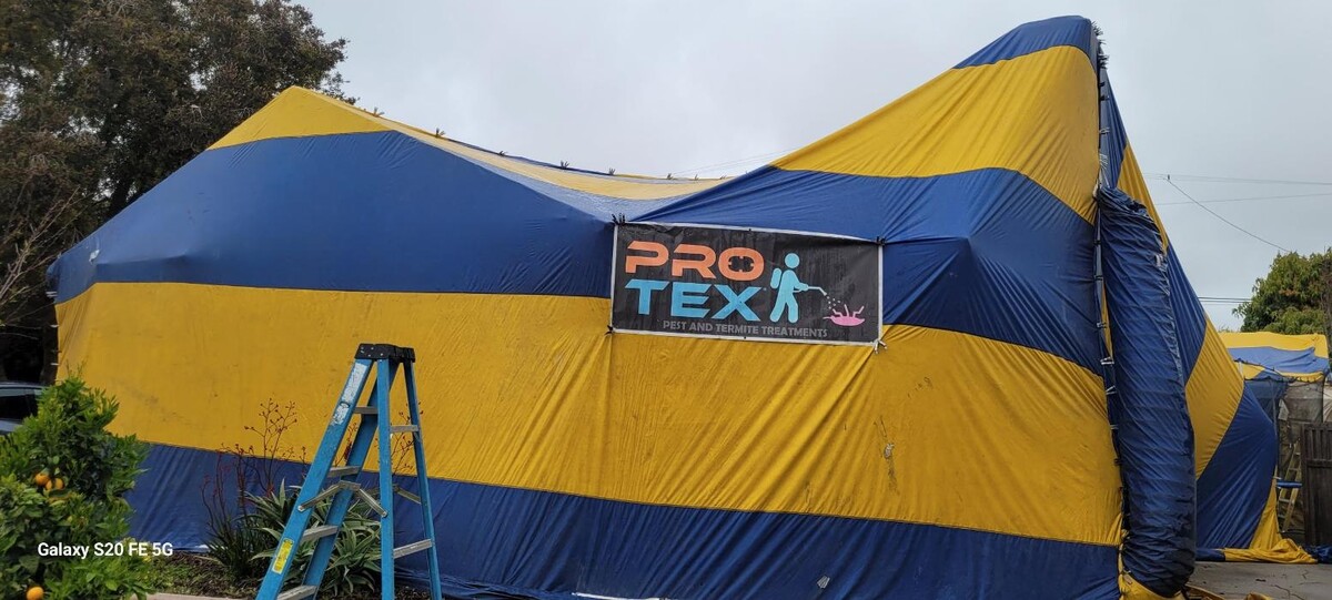 Images Protex Pest and Termite Treatments