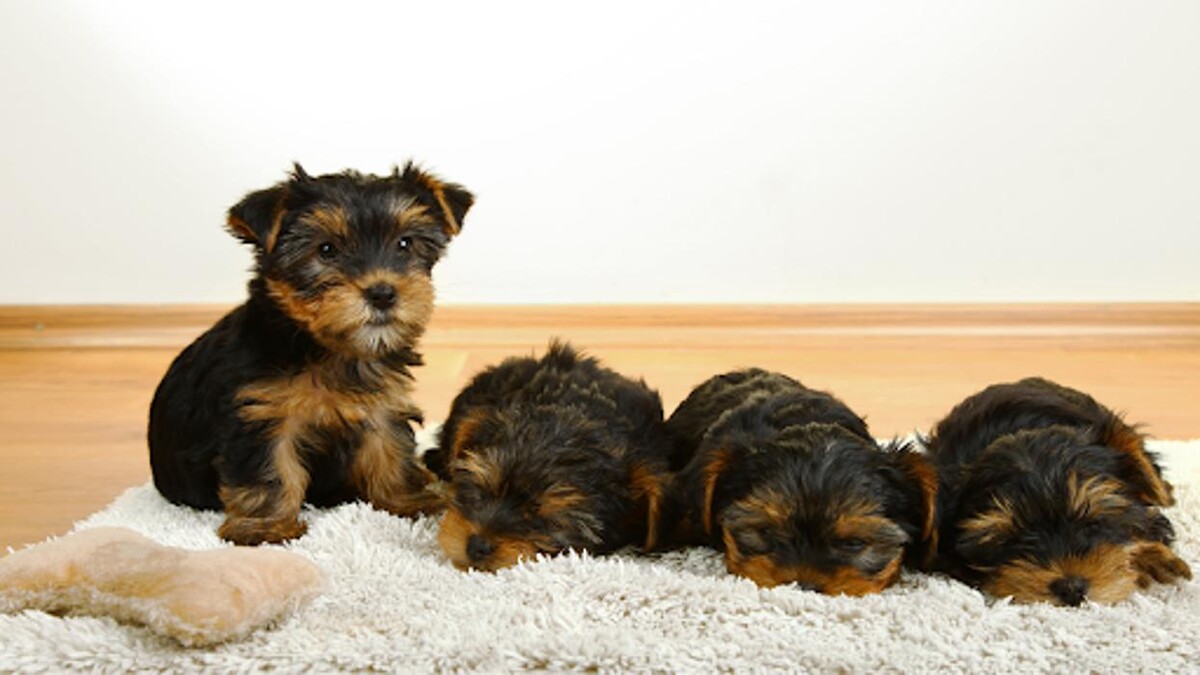 Images The Puppy House