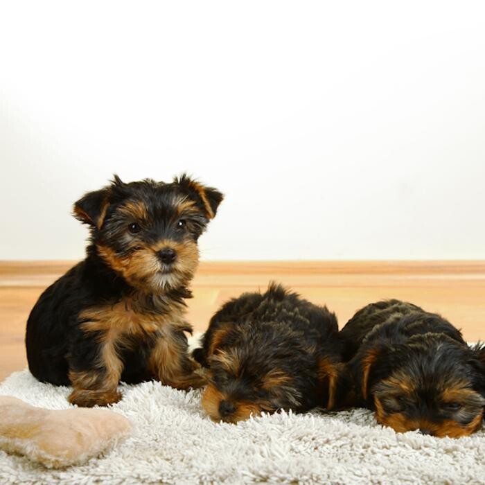 Images The Puppy House