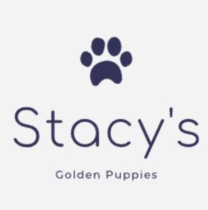 Images Stacy's Golden Retrievers