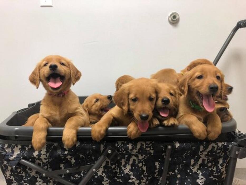 Images Stacy's Golden Retrievers