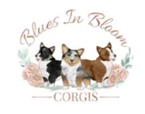 Blues In Bloom Corgis Logo