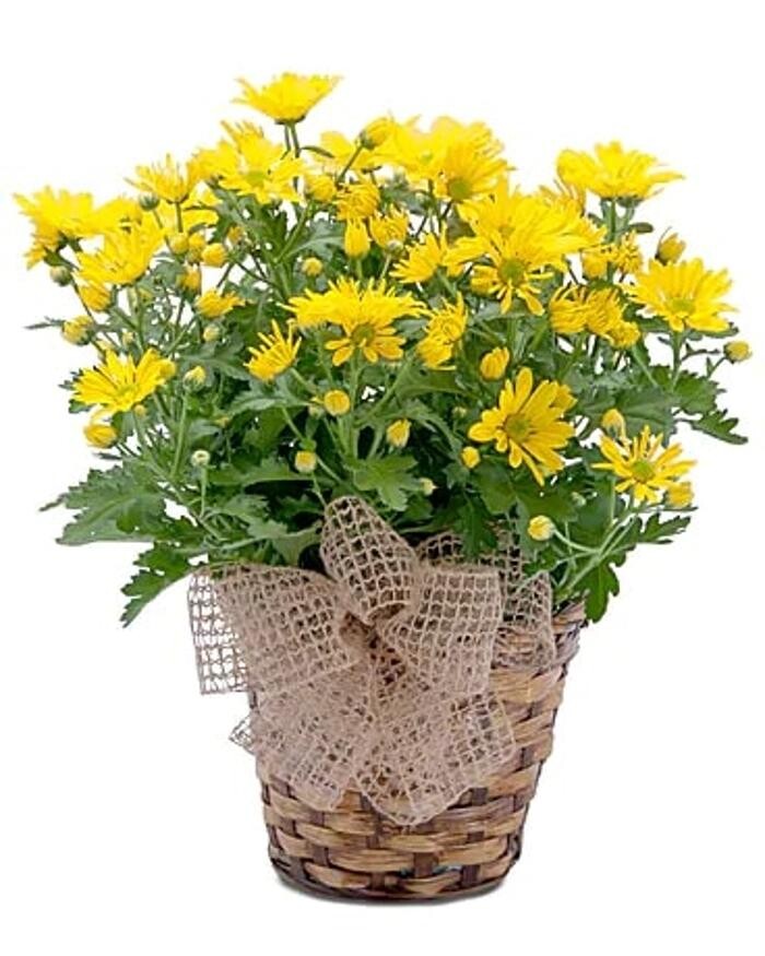 Images Baack's The Florist