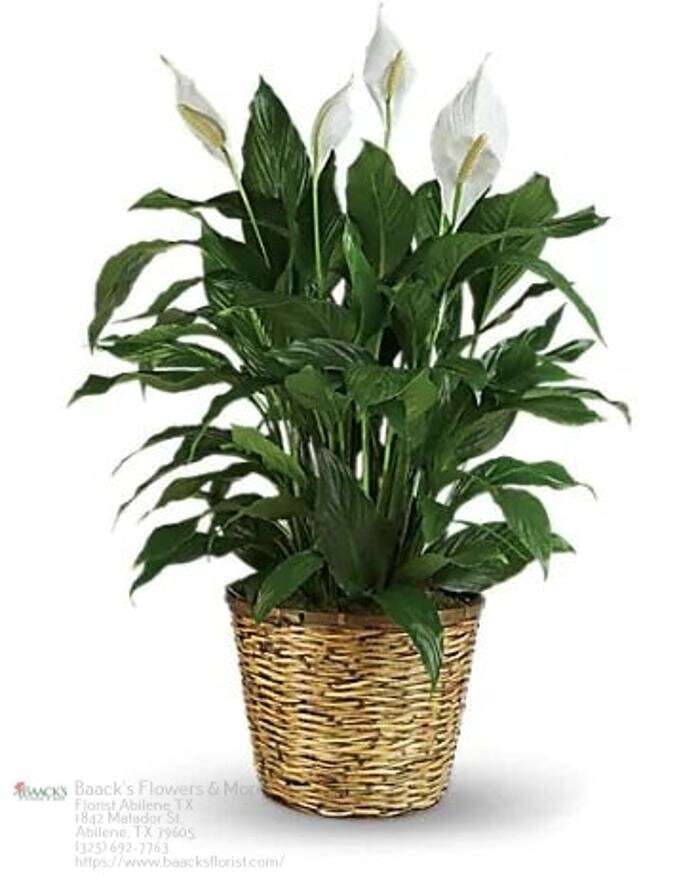 Images Baack's The Florist