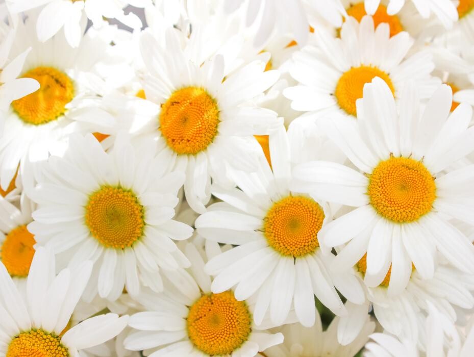 Images Baack's The Florist
