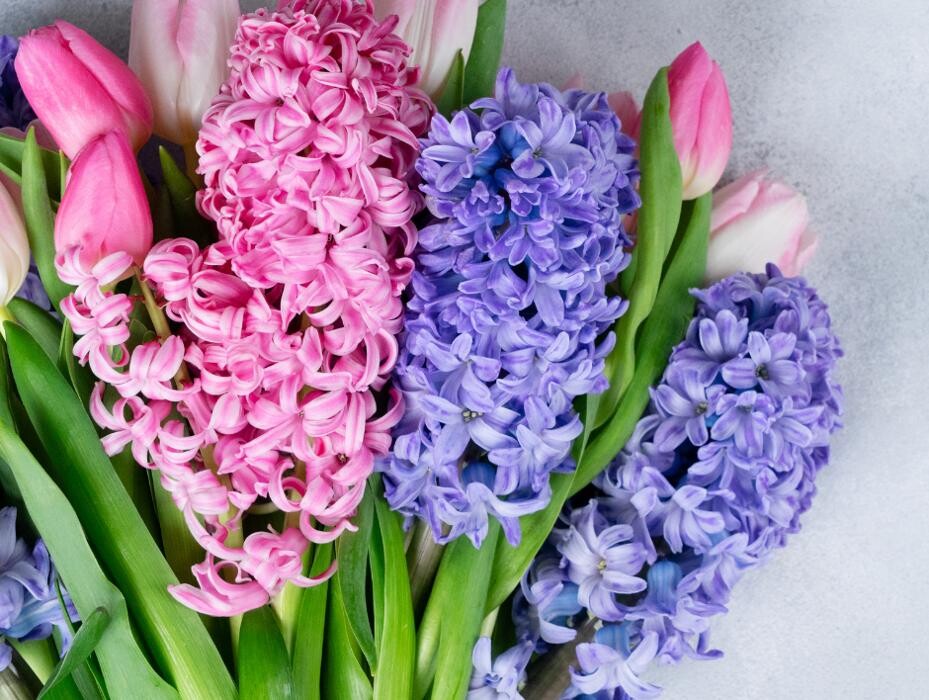 Images Baack's The Florist