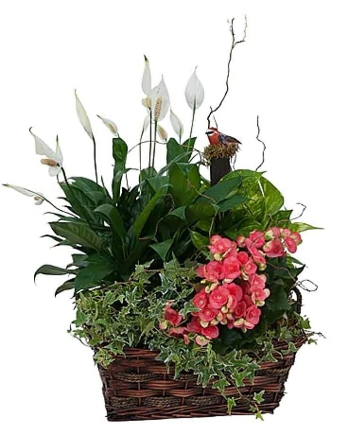 Images Baack's The Florist
