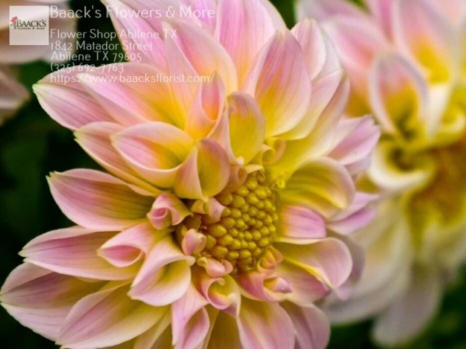 Images Baack's The Florist