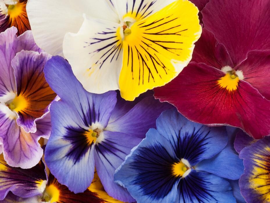 Images Baack's The Florist