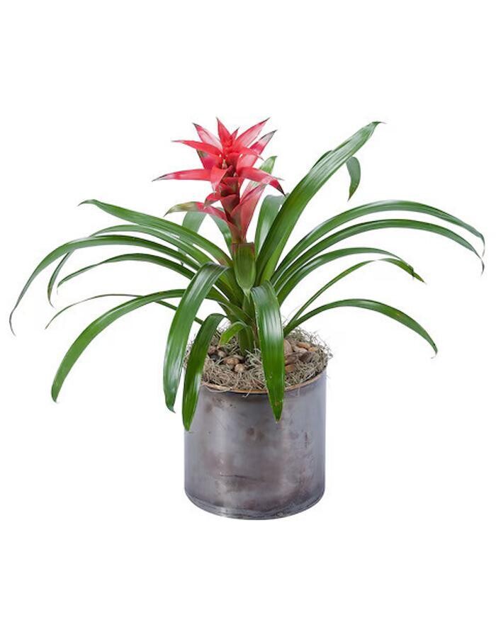 Images Baack's The Florist