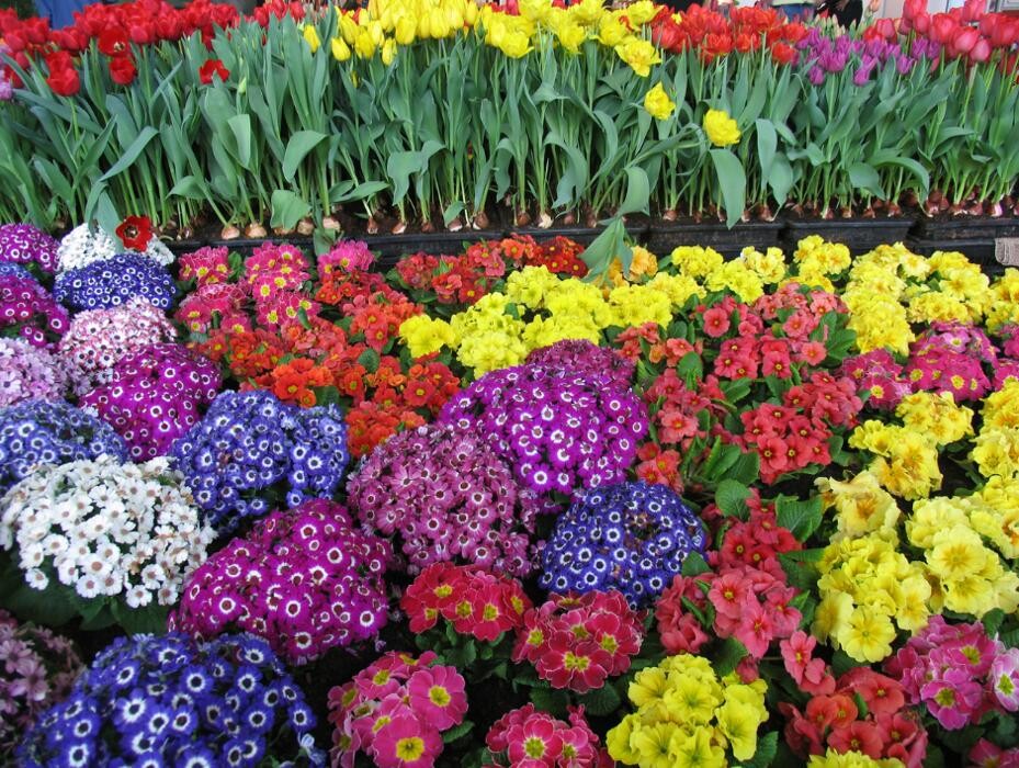 Images Baack's The Florist
