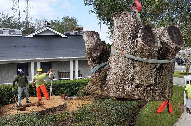Images A Budget Tree Service