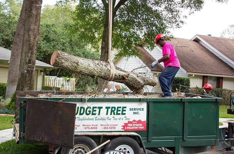 Images A Budget Tree Service