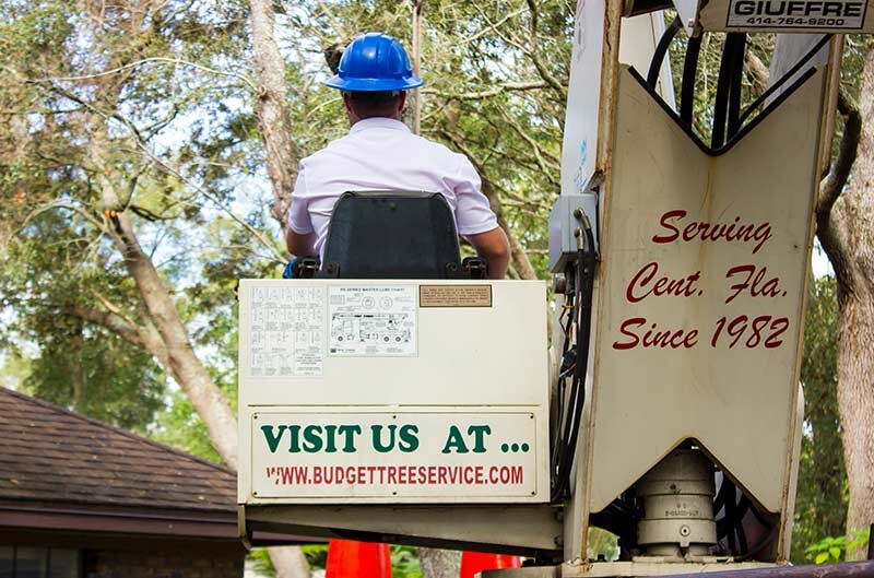 Images A Budget Tree Service