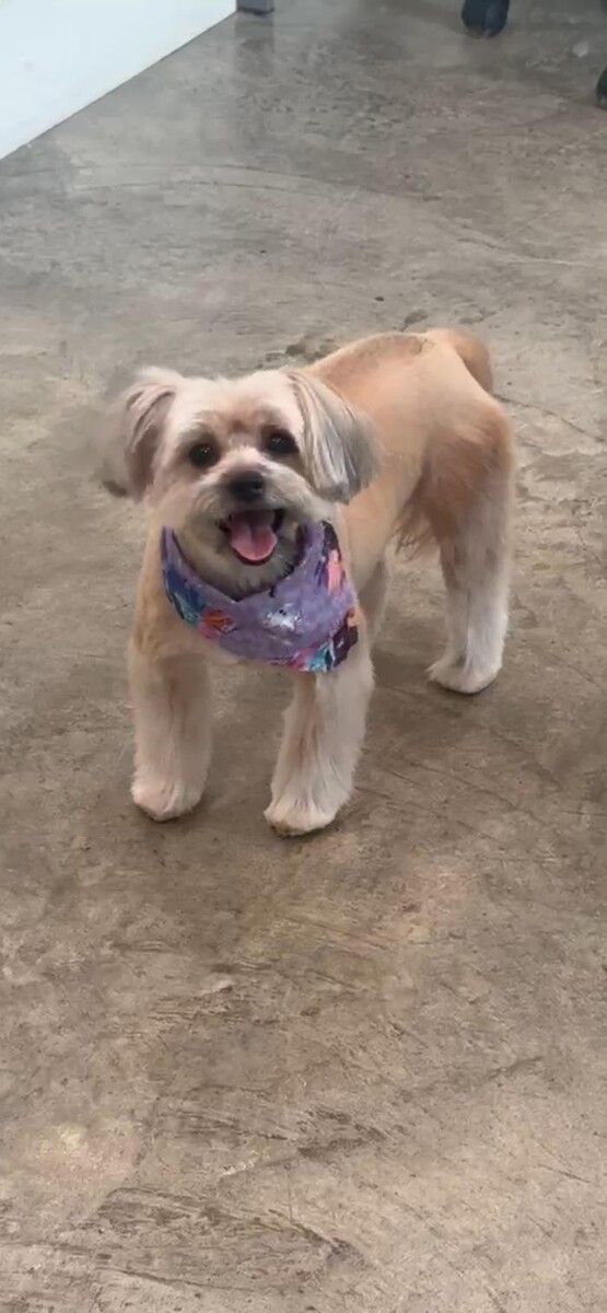 Images Doghouse at Lake Oconee