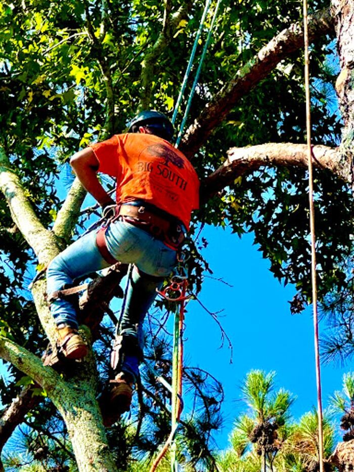 Images Big South Land & Tree LLC