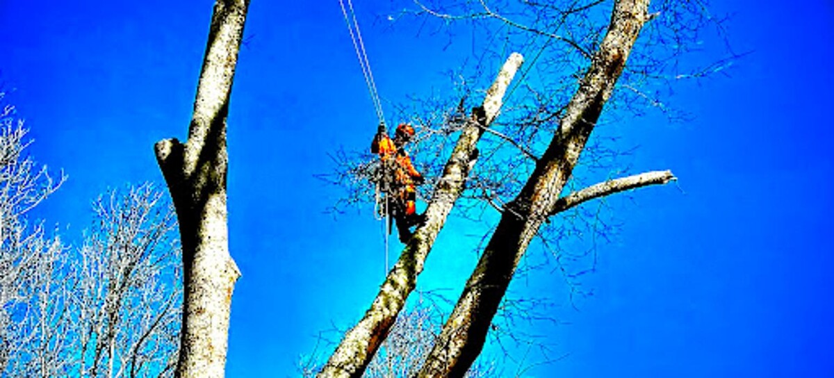 Images Big South Land & Tree LLC