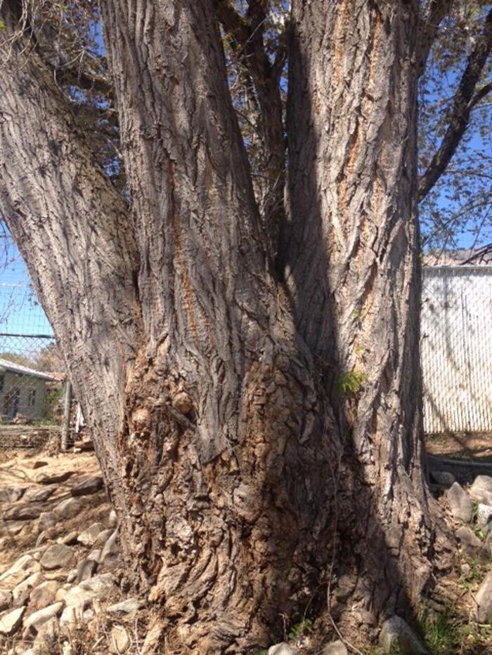 Images Little C Tree Service