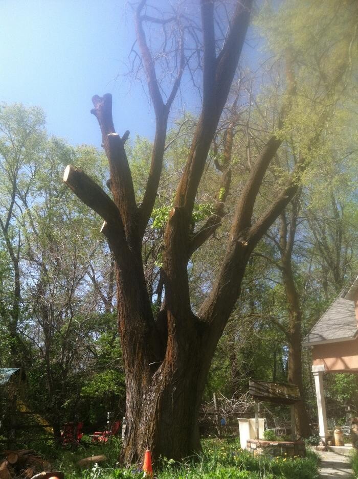 Images Little C Tree Service