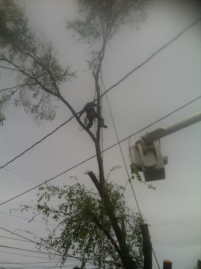 Images Little C Tree Service