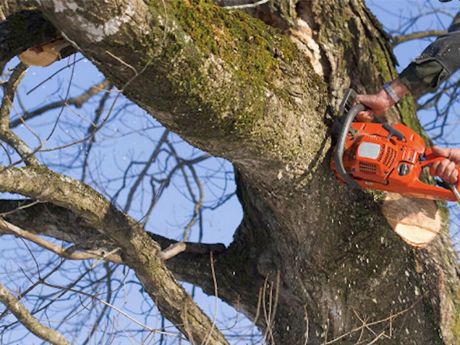 Images Little C Tree Service