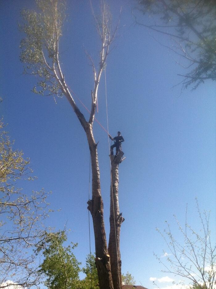 Images Little C Tree Service