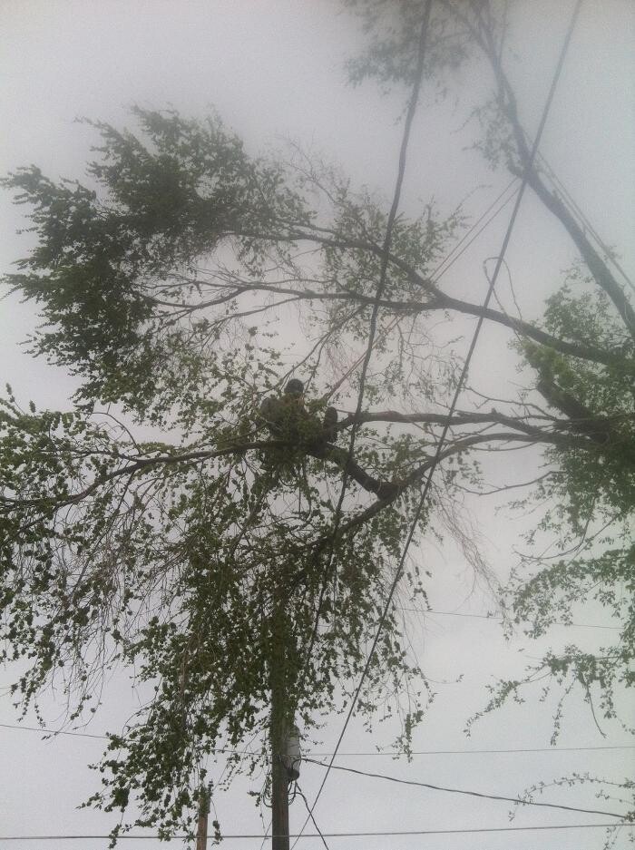 Images Little C Tree Service