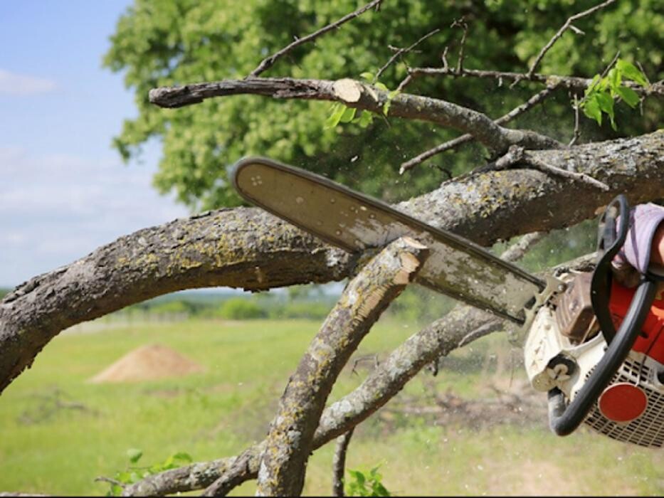 Images Chesapeake Tree & Outside Services LLC