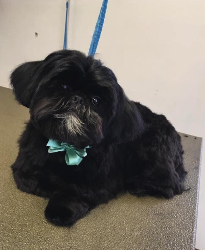 Images Kingdom Canine Center