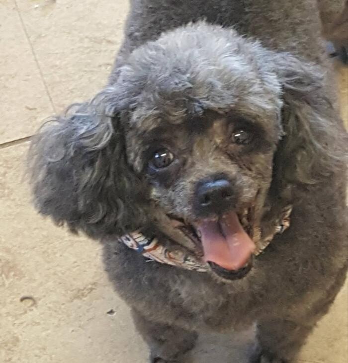 Images Kingdom Canine Center