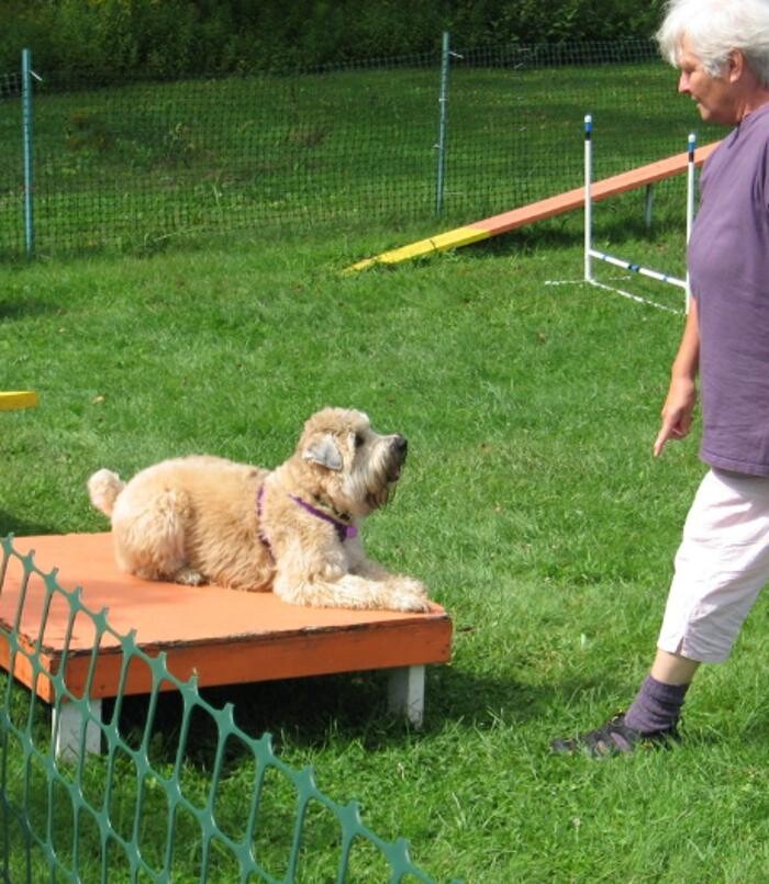 Images Kingdom Canine Center