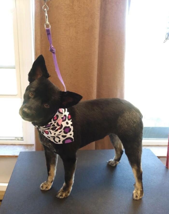 Images Kingdom Canine Center