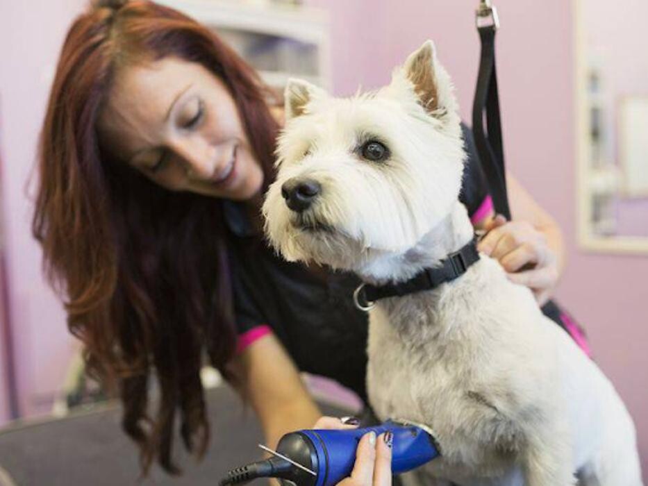 Images Kingdom Canine Center