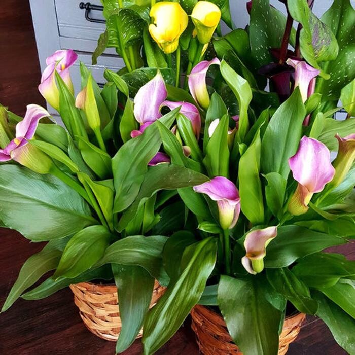 Images Morrison's Flowers & Gifts | Florist