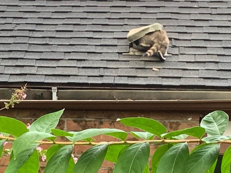 Images Critter Control