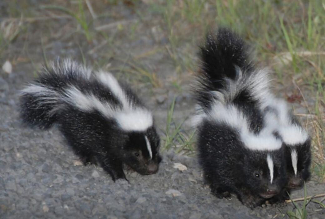 Images Critter Control