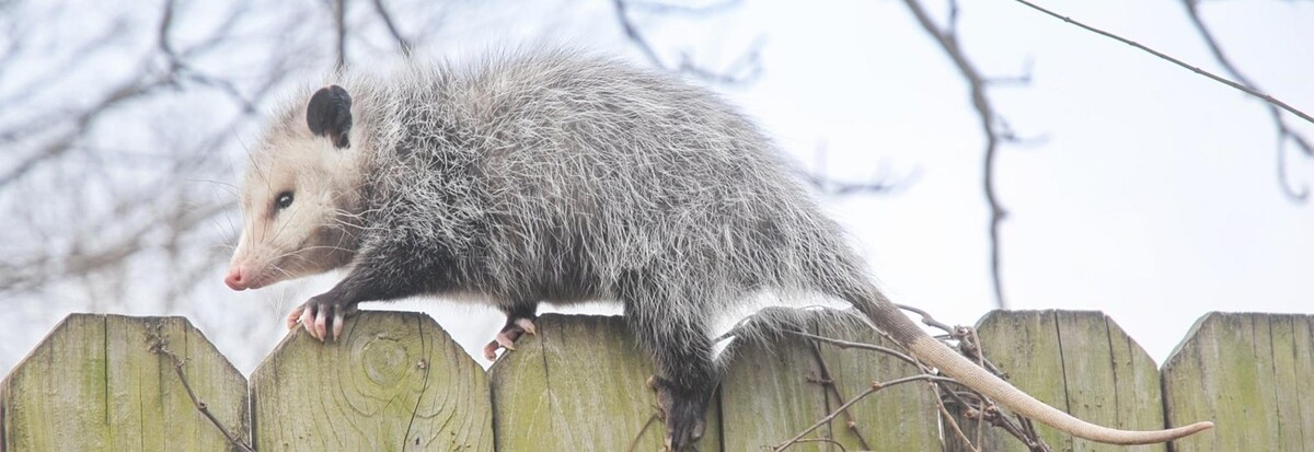 Images Critter Control