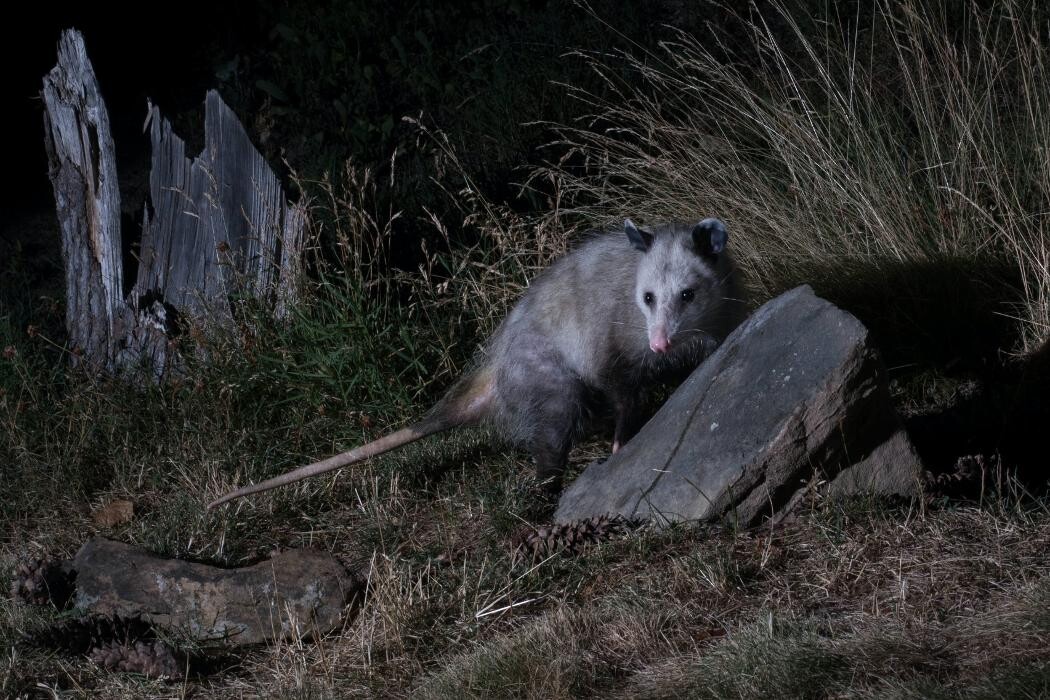Images Critter Control