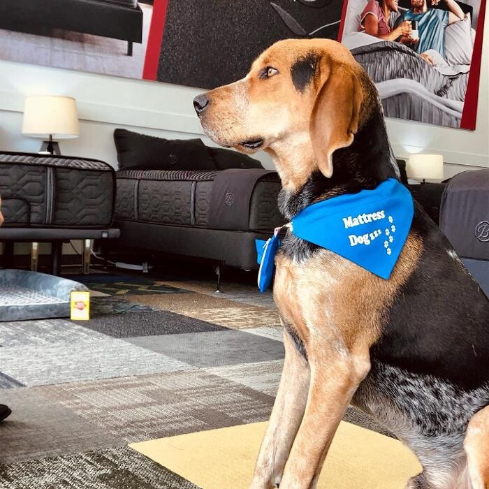 Images Mattress Dogzzz