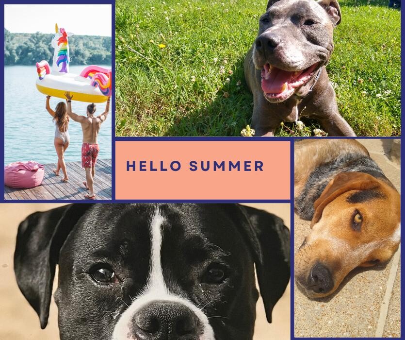 Images Mattress Dogzzz