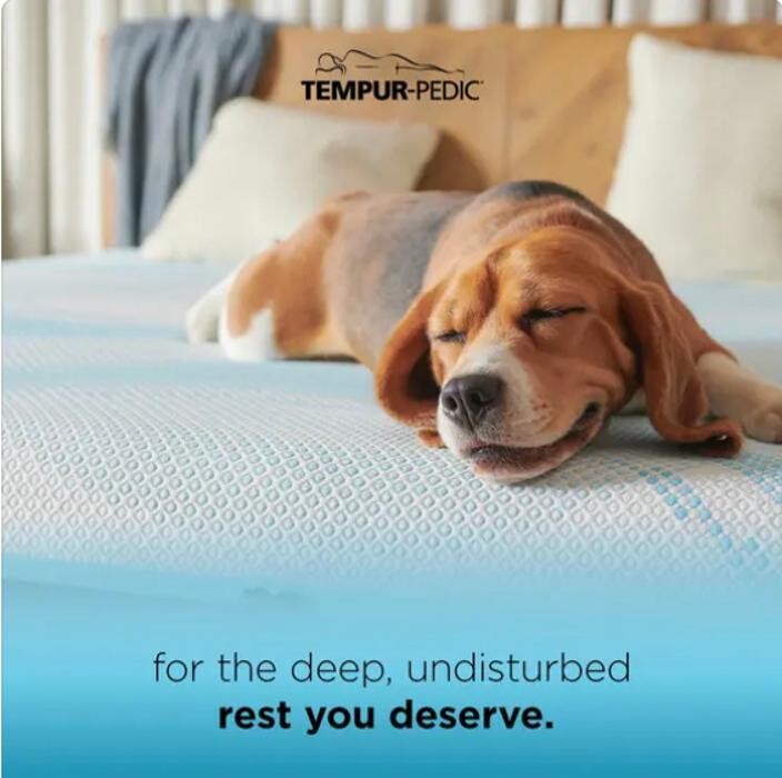 Images Mattress Dogzzz