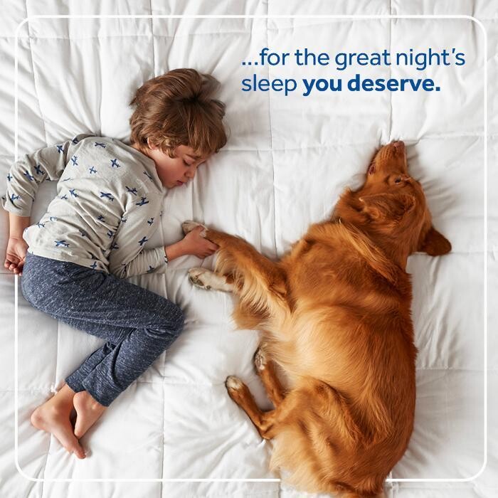 Images Mattress Dogzzz