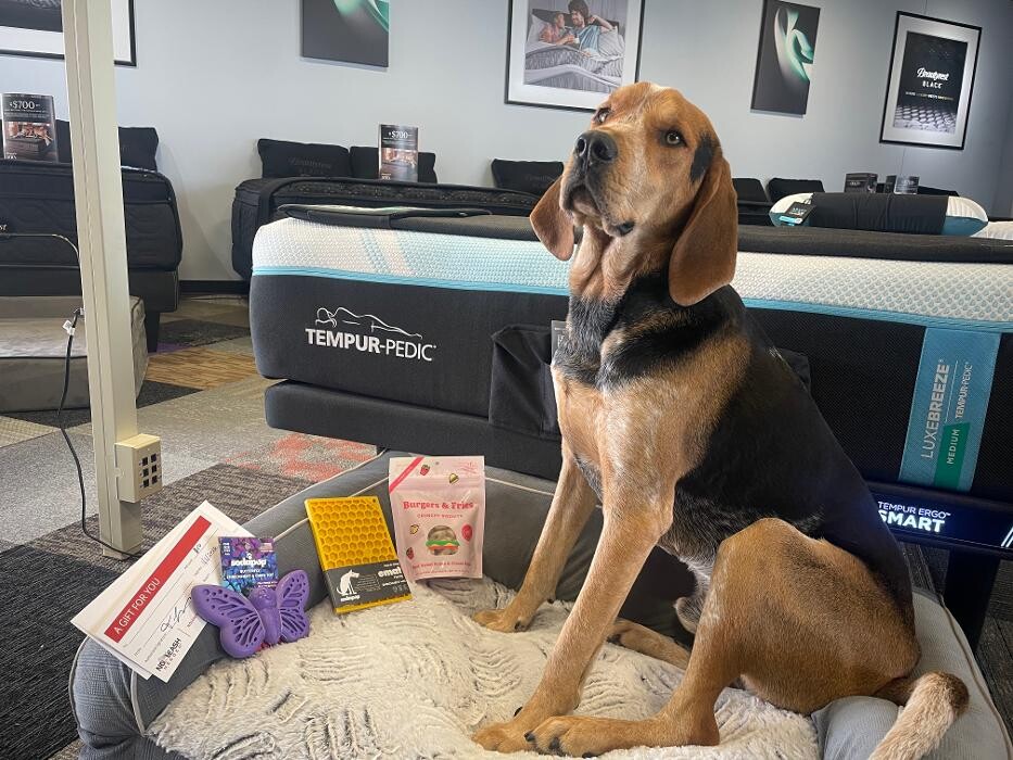 Images Mattress Dogzzz