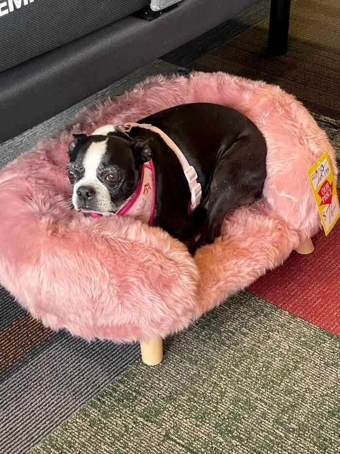 Images Mattress Dogzzz